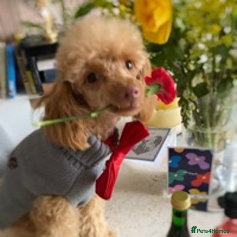 Toy Poodle dogs in Swindon - Advert 1
