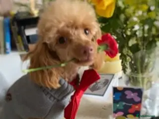 Toy Poodle dogs Famously known Toy Poodle Stud in Swindon - Advert 7