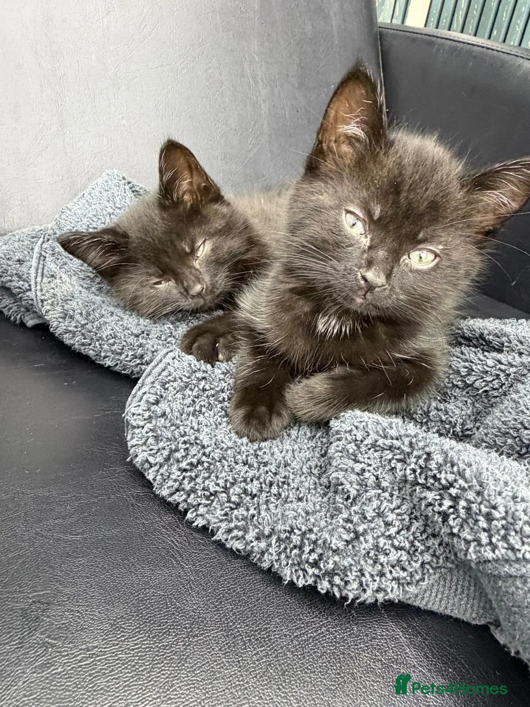 Mixed Breed cats for sale: 2 little cuties for sale - Advert 2