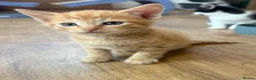 Mixed Breed cats for sale: Beautiful kittens for sale - Advert 2