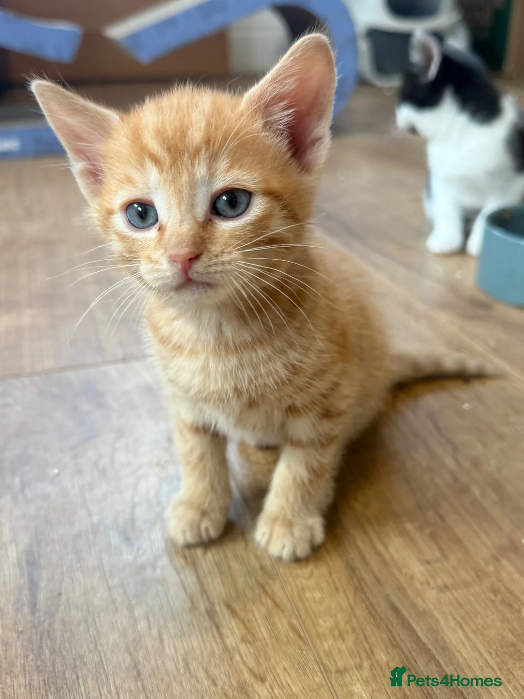 Mixed Breed cats for sale: Beautiful kittens for sale - Advert 2
