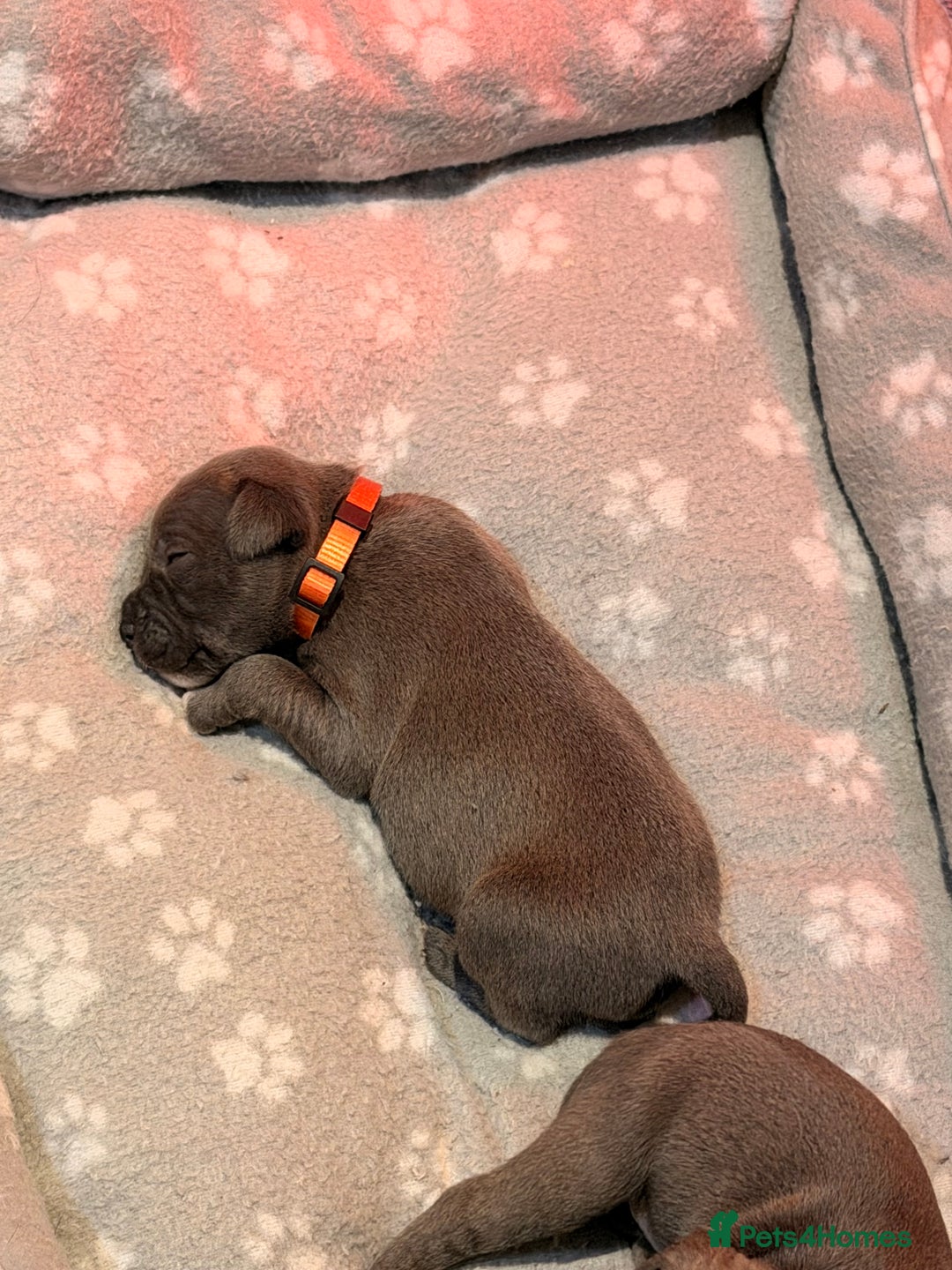 Staffordshire Bull Terrier dogs for sale: 💙Blue x Rare Fawn Staffordshire Bull Terrier Pups - Advert 14