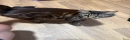 Mixed Breed cats for sale: Main coons ready for new home  - Advert 4