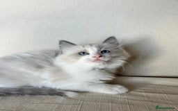 Ragdoll cats for sale: Pure longhair Ragdoll Kittens - Raised with Soul - Image 6
