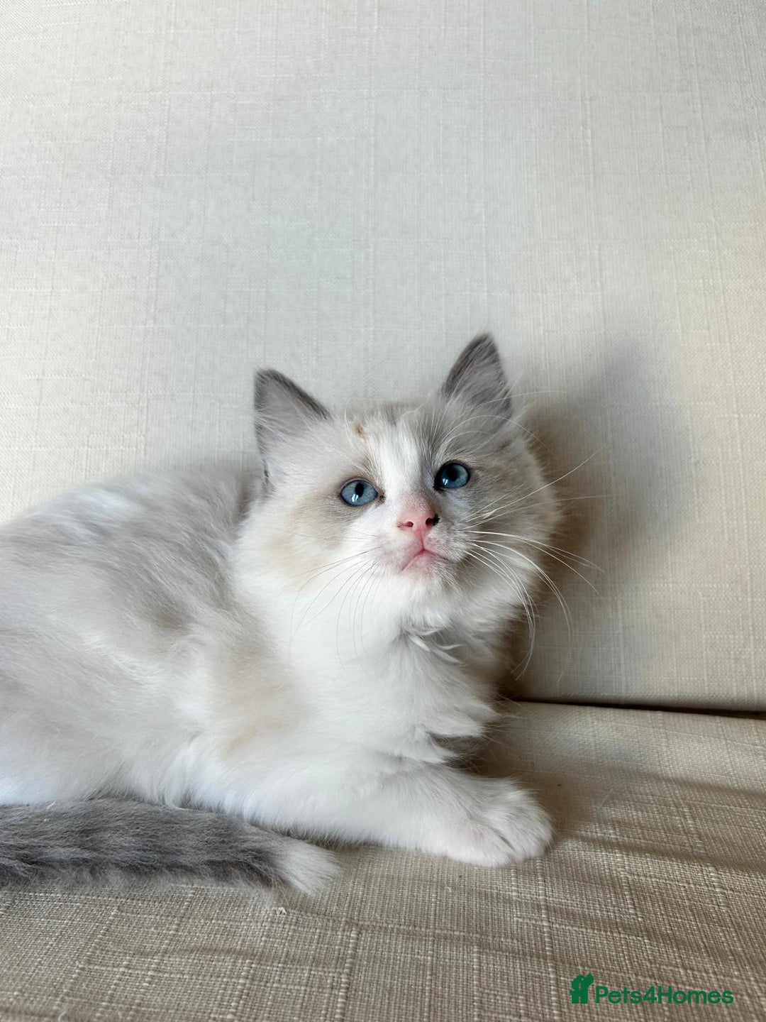 Ragdoll cats for sale: Pure longhair Ragdoll Kittens - Raised with Soul - Image 6