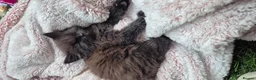 Mixed Breed cats for sale: Black fluffy male kitten - Advert 3