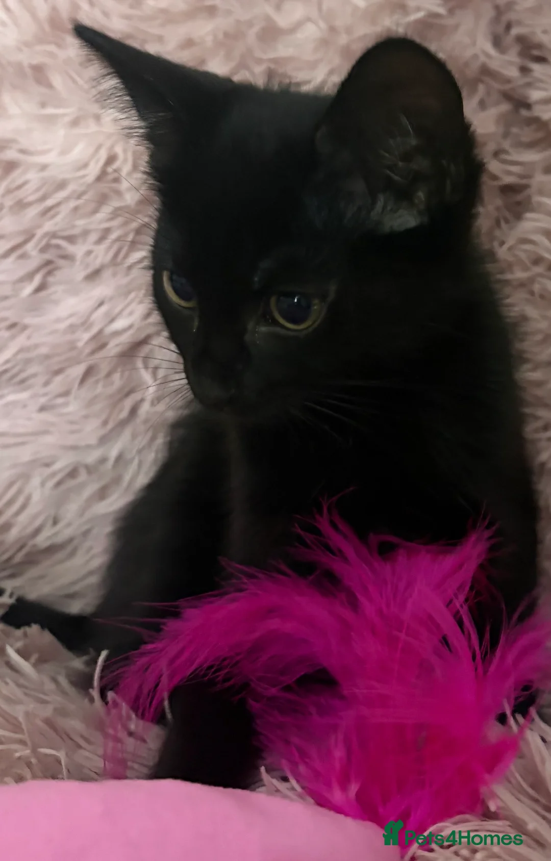 Mixed Breed cats for sale: 5 female kittens ready now  in Cardigan - Advert 2