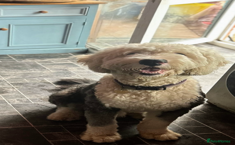 Old English Sheepdog dogs - Advert 6