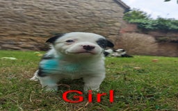 Mixed Breed dogs for sale: Welsh Collie/Border Collie puppies for sale - Image 7