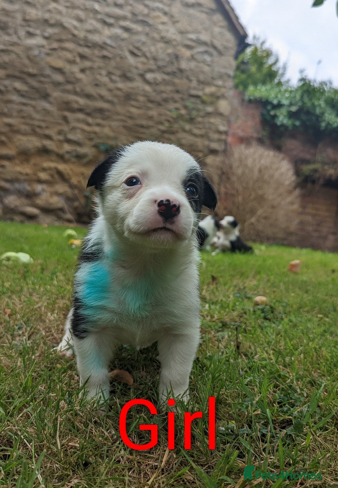 Mixed Breed dogs for sale: Welsh Collie/Border Collie puppies for sale - Image 7
