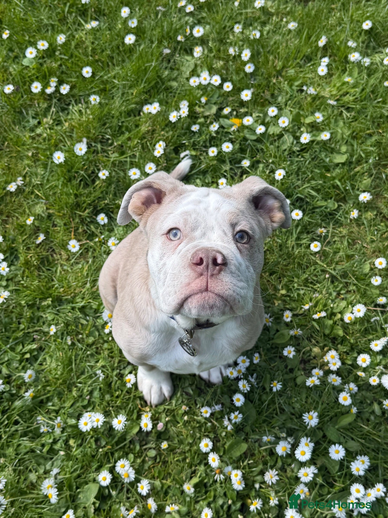 Olde English Bulldogge dogs 7 month old Olde English Bulldoge - Advert 4