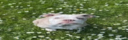 Olde English Bulldogge dogs for sale: 7 month old Olde English Bulldoge - Advert 1