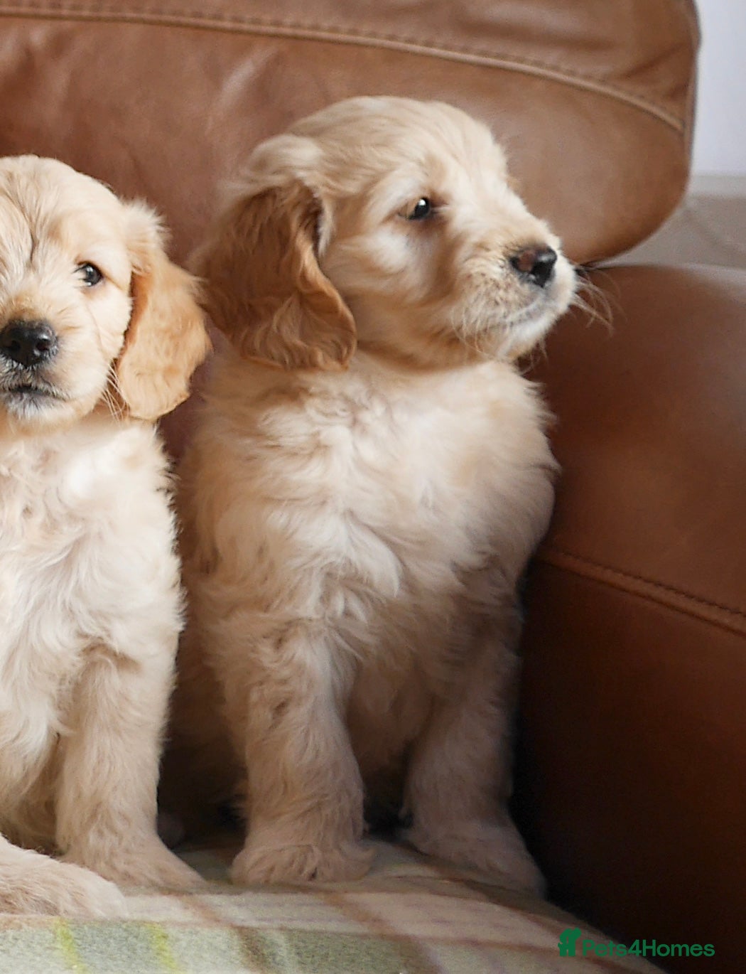 Mini Goldendoodle dogs Stunning F1 Health Tested Miniature Goldendoodles - Advert 2