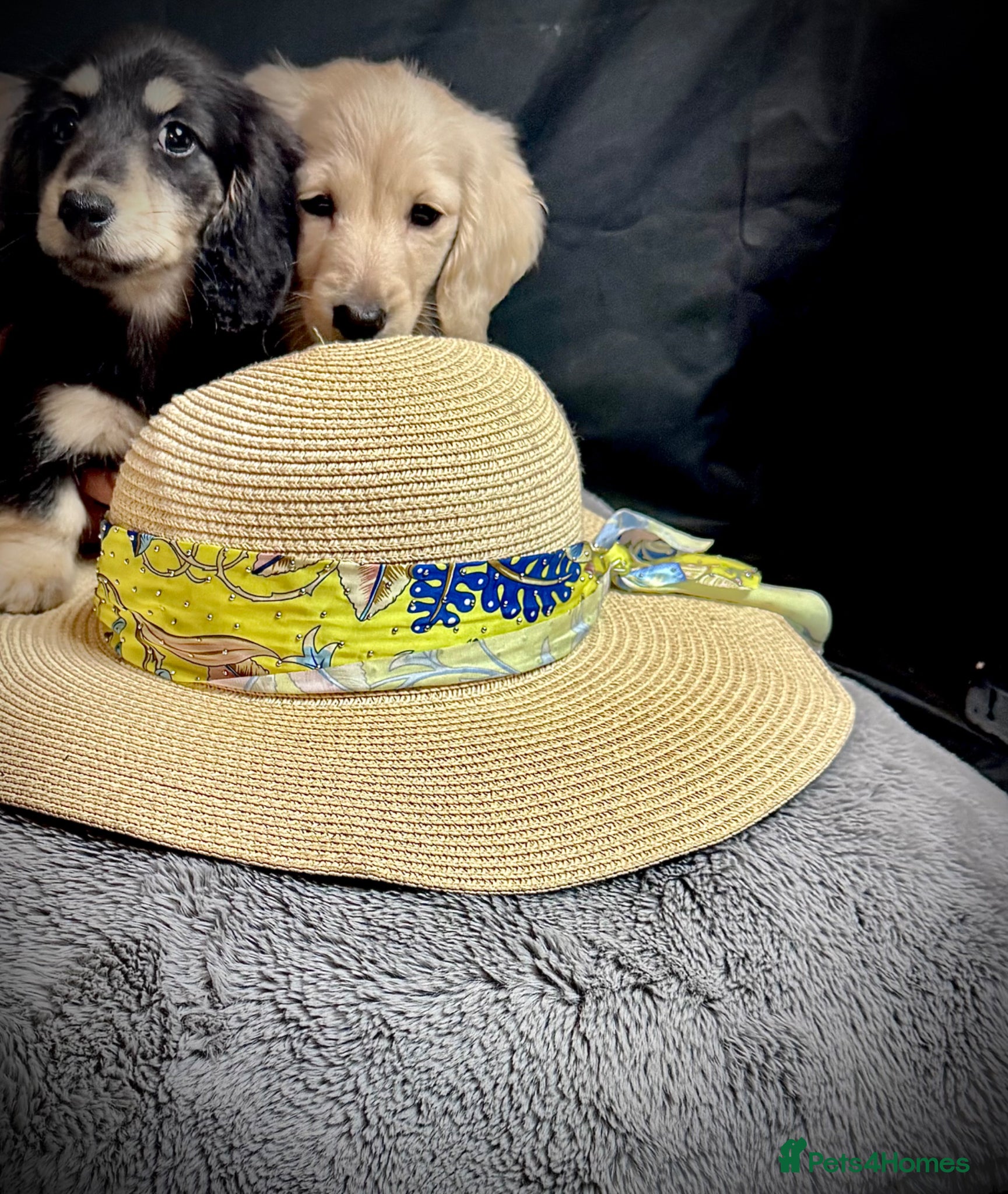 Miniature Dachshund dogs English cream miniature dachshund kc reg 1 left - Advert 9