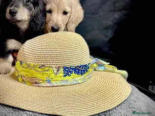 Miniature Dachshund dogs English cream miniature dachshund kc reg 1 left - Advert 9