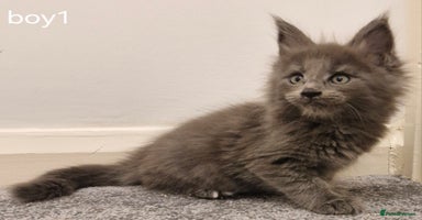 Maine Coon cats - Advert 15