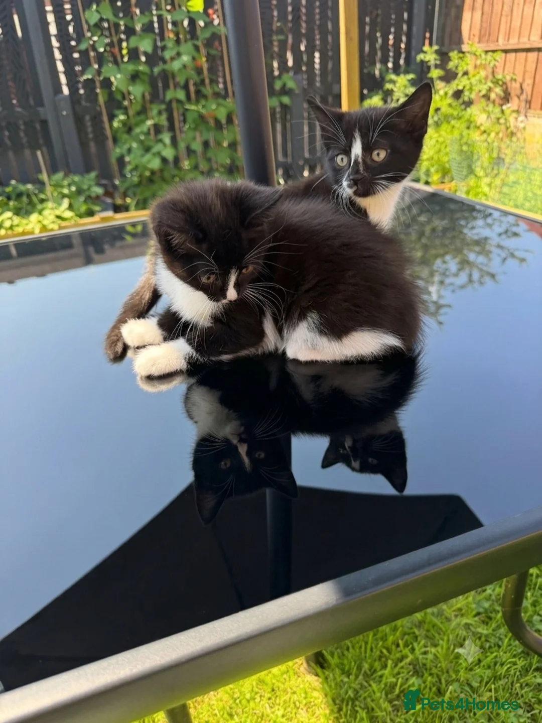 Mixed Breed cats for sale: Fluffy kittens ready for their new homes - Advert 2