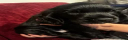 Cocker Spaniel dogs for sale: Beautiful cocker spaniel pups - Advert 2