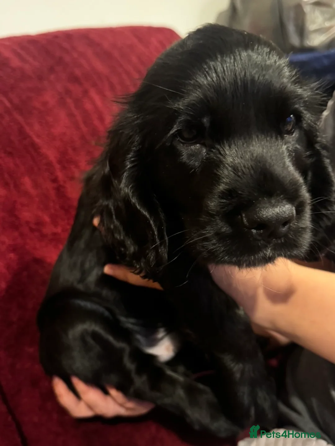 Cocker Spaniel dogs for sale: Beautiful cocker spaniel pups - Advert 2