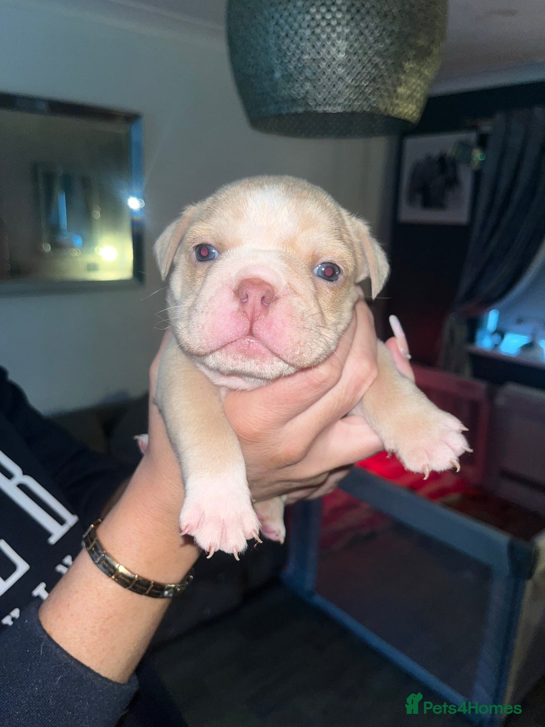 English Bulldog dogs for sale: English bulldogs - Advert 5