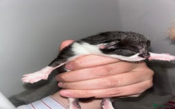 Mixed Breed cats for sale: 1 FEMALE LEFT left  - Image 4