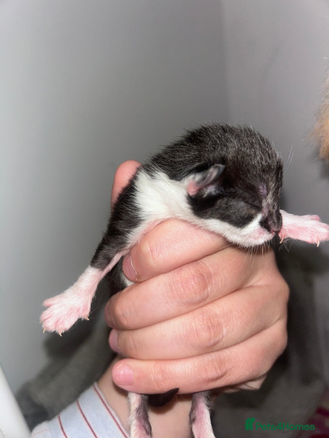 Mixed Breed cats for sale: 1 FEMALE LEFT left  - Image 4