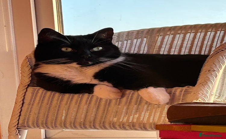 Mixed Breed cats - Advert 5