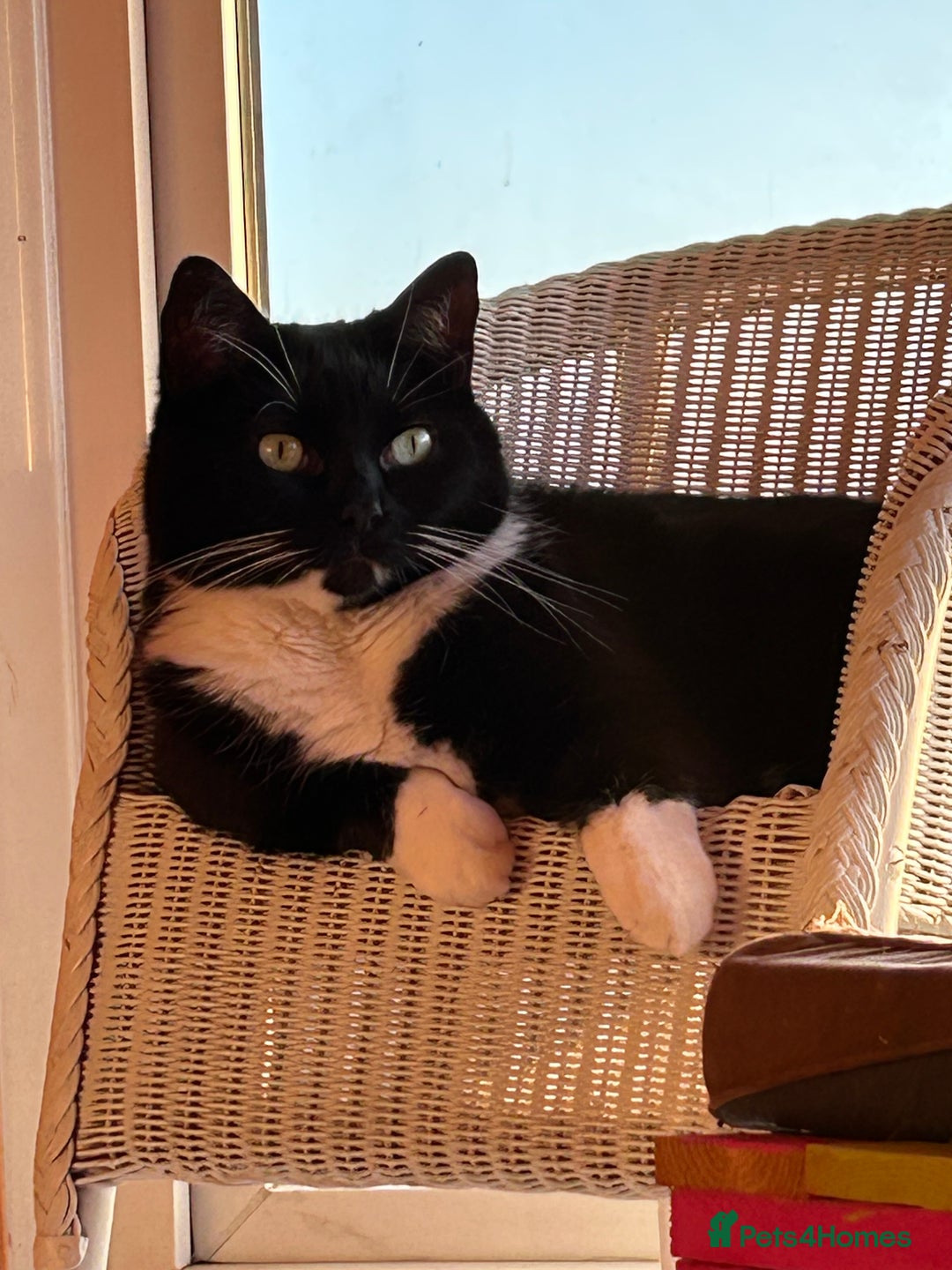 Mixed Breed cats for sale: Nuka  - Image 1
