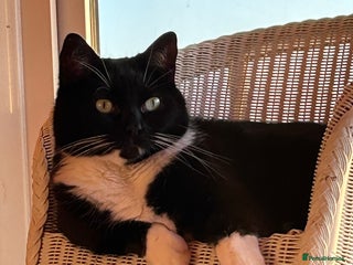 Mixed Breed cats - Advert 23