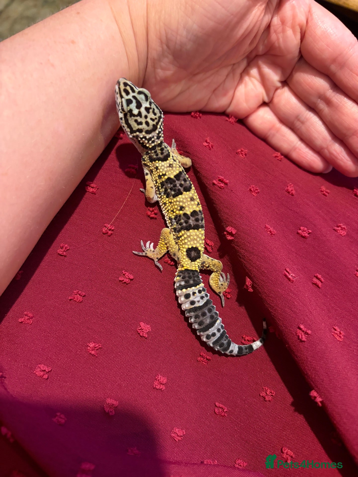 Leopard Gecko reptiles Leopard gecko babies  - Advert 22