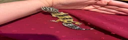 Leopard Gecko reptiles for sale: Leopard gecko babies  - Advert 1