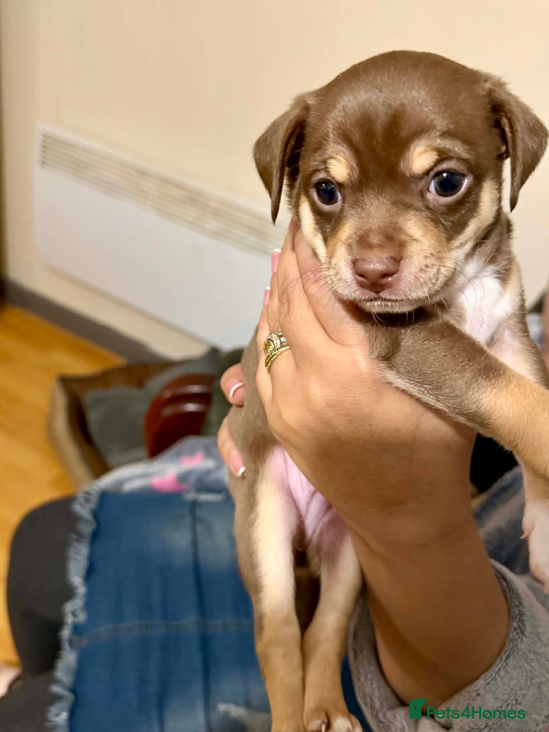 Chihuahua dogs for sale: Puppies  - Advert 2