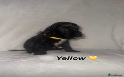 Cockapoo dogs for sale: READY TO LEAVE COCKAPOO PUPPIES - Image 4