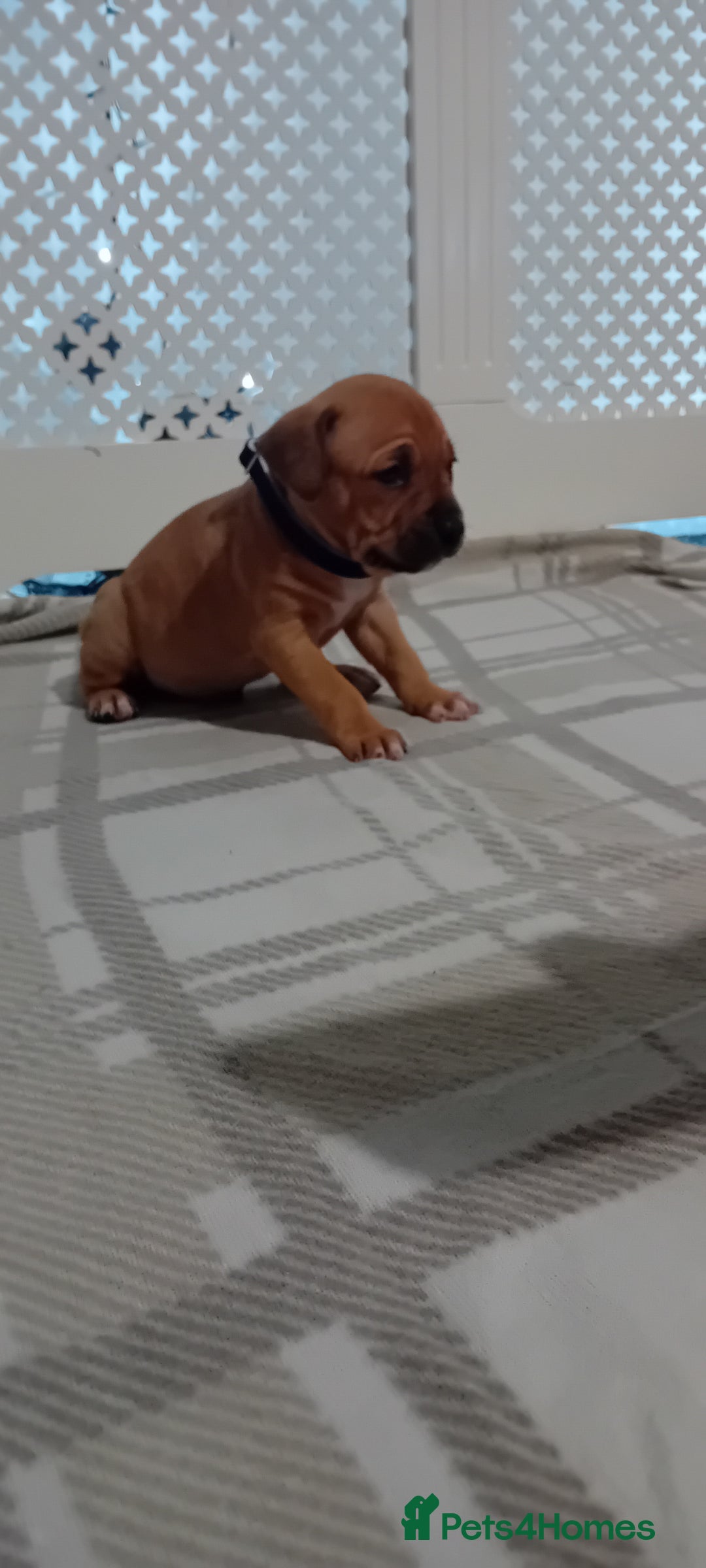 American Bulldog dogs for sale: American bulldogs puppies  - Advert 14