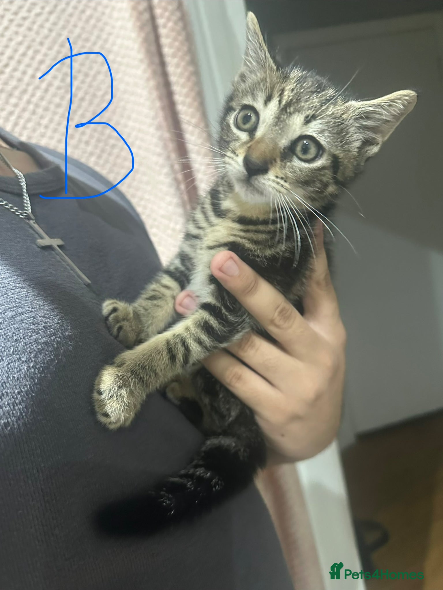 Mixed Breed cats kittens available  - Advert 10