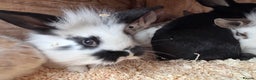 Mixed Breed rabbits for sale: Baby English Spot x Lionhead Rabbits For Sale - Advert 8