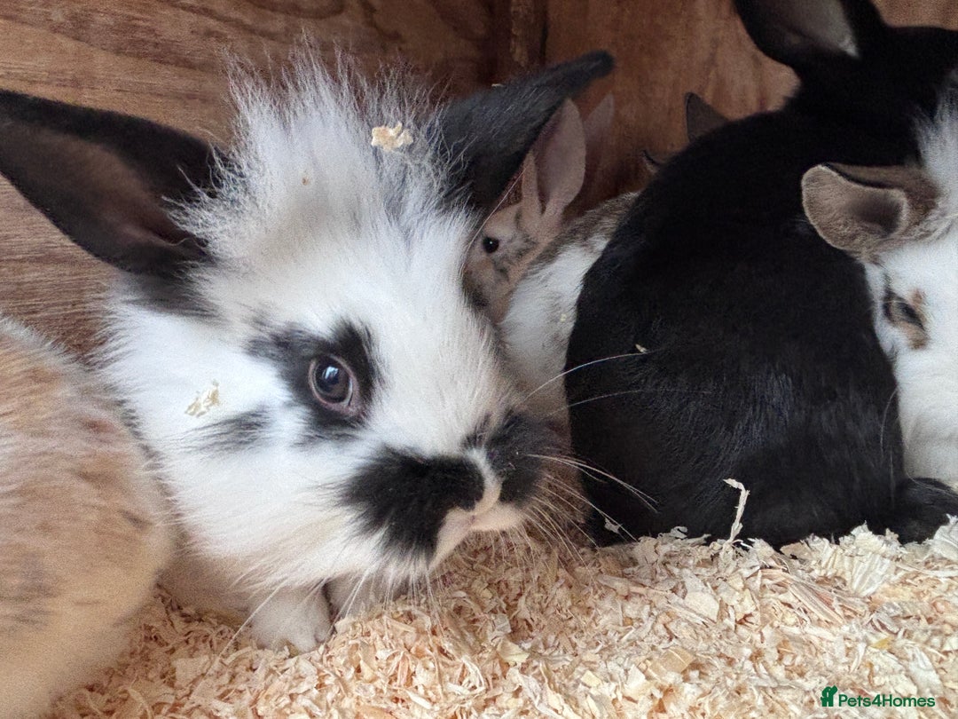 Mixed Breed rabbits for sale: Baby English Spot x Lionhead Rabbits For Sale - Advert 8
