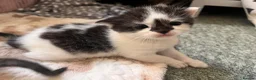 Mixed Breed cats for sale: Ragdoll mixed breed kittens for sale  - Advert 17
