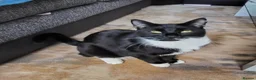 Domestic Shorthair cats for sale: Male Tuxedo Cat - Advert 1