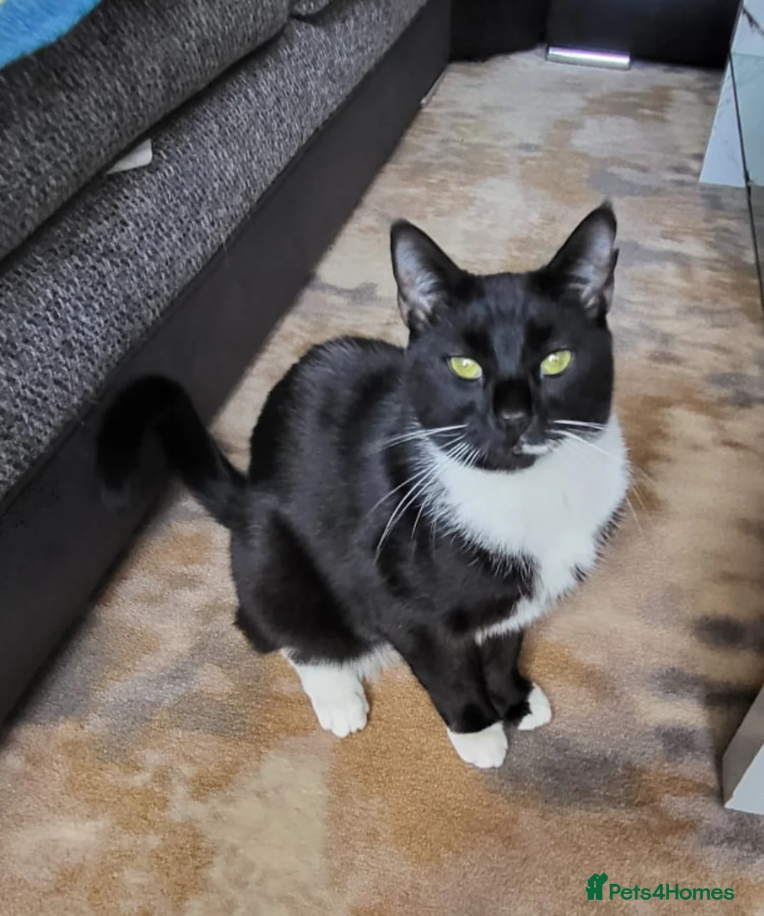 Domestic Shorthair cats for sale: Male Tuxedo Cat - Advert 1