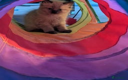 Ragdoll cats for sale: 4 gorgeous ragdoll kittens  - Image 19