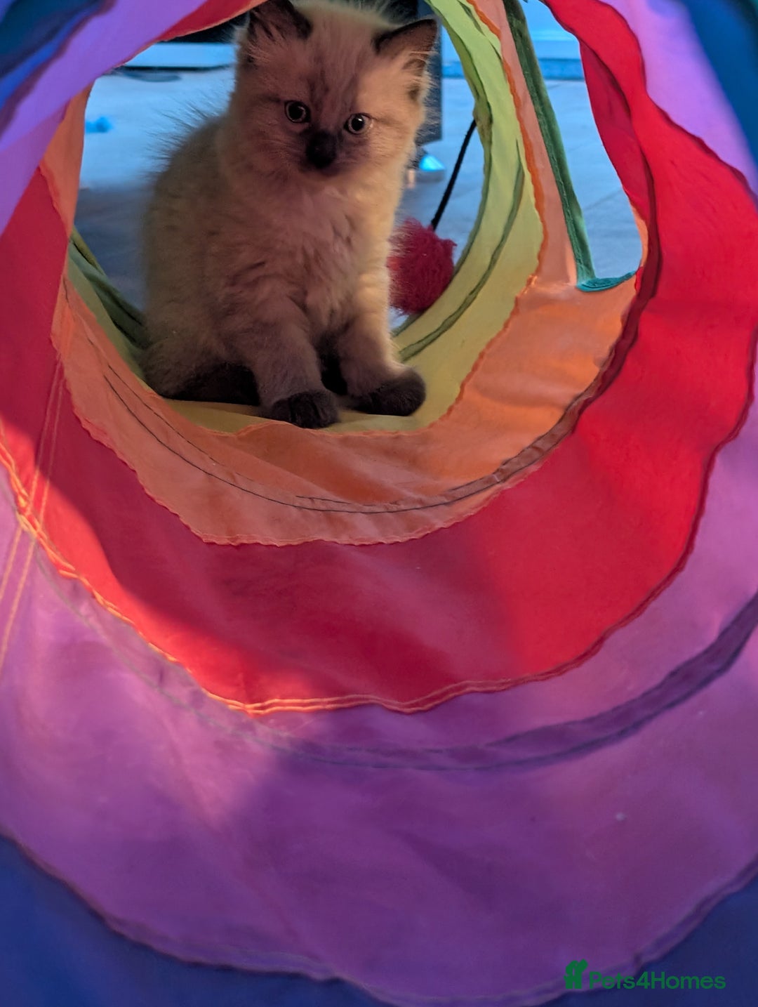 Ragdoll cats for sale: 4 gorgeous ragdoll kittens  - Image 19