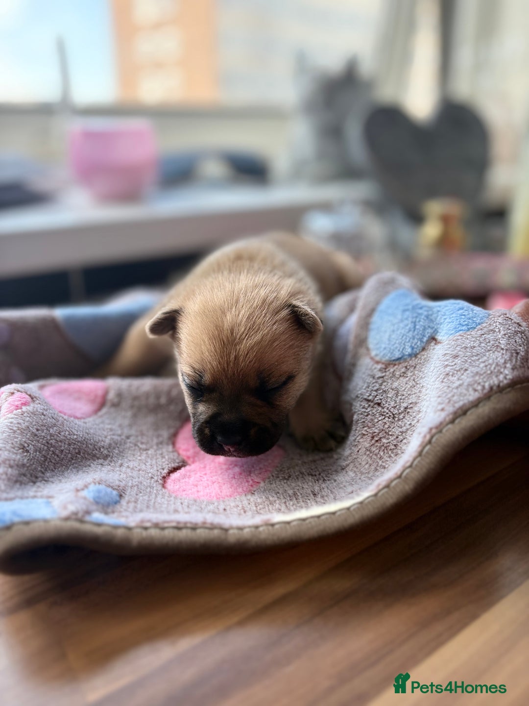 Mixed Breed dogs for sale: FrenchieXPomeranian  - Image 9
