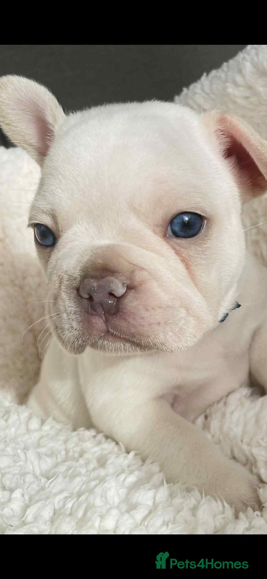 French Bulldog dogs for sale: KC registered male ready to leave now:) - Advert 3