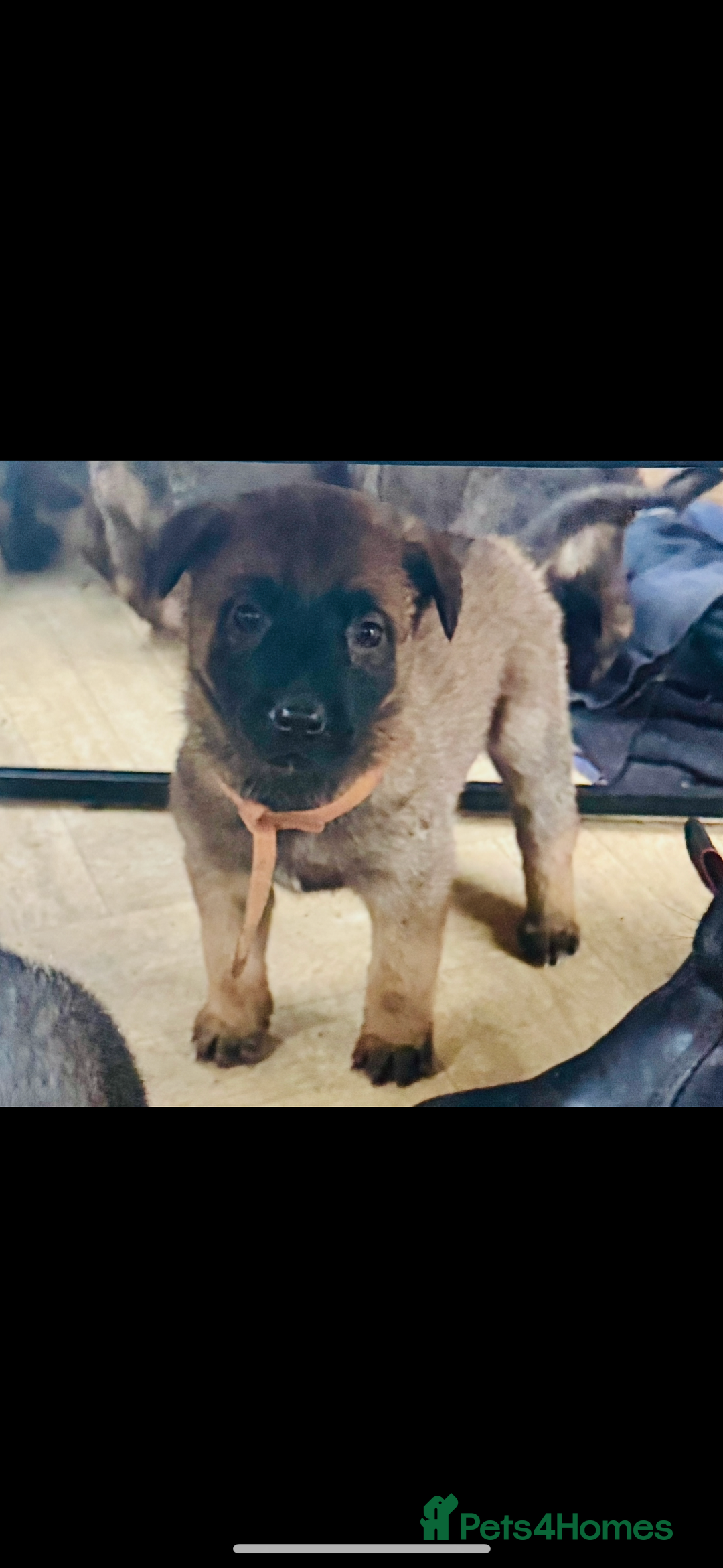 Belgian Shepherd Dog dogs for sale: Skye x Nines very last litter ever! 3B &7G  - Image 12