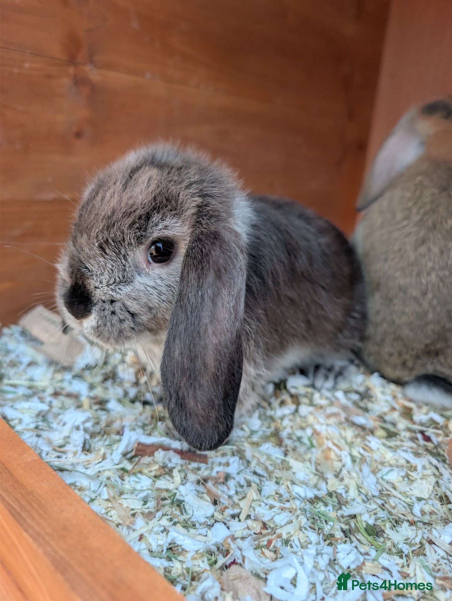 Mini Lop rabbits Mini Lop Rabbits - Advert 18