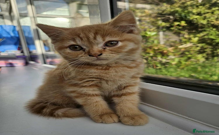 British Shorthair cats - Advert 8