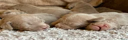 Weimaraner dogs for sale: KC Registered silver Weimaraner puppies in Mold - Advert 15