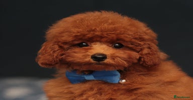 Toy Poodle dogs - Advert 9