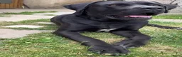 Cane Corso dogs for sale: Rosco Cane corso  - Advert 3
